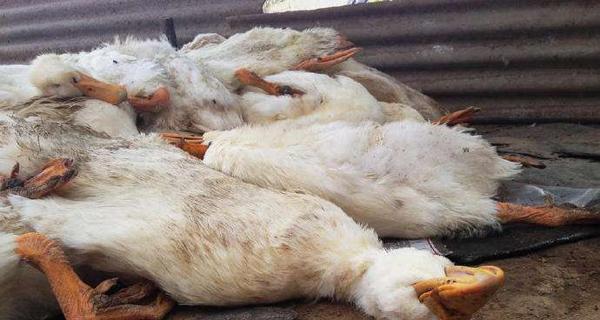 预防宠物犬常见病（学习四种常见病的预防措施，让你的宠物更健康）