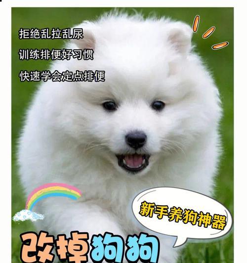 解决宠物狗乱叫问题的有效方法（让你的宠物犬不再打扰邻居，享受和谐相处）