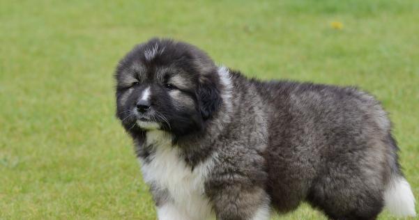 高加索犬与畜相处之道（以宠物为主，掌握相处技巧）
