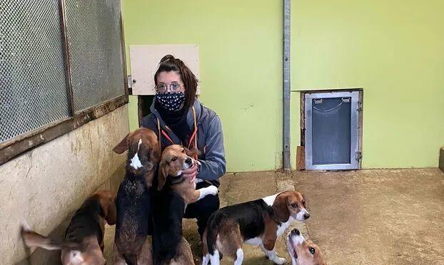 如何正确梳理你的比格犬毛发（掌握梳毛技巧，让你的比格犬更加健康）