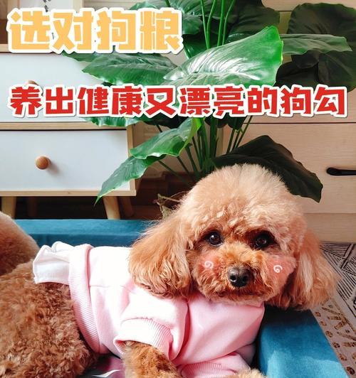 狗狗健康自检指南（如何给宠物进行健康自检，从眼睛到脚丫，全面照顾你的爱犬）