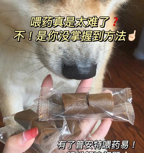 狗狗服药小技巧（让你的宠物安心服药，从此告别困扰）