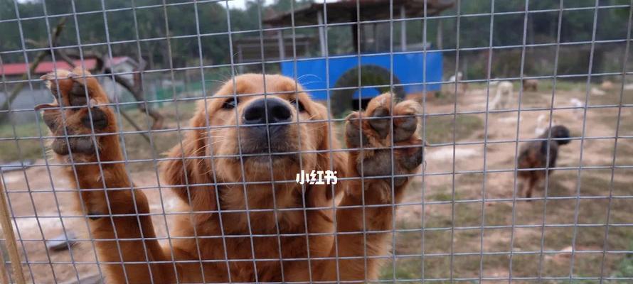 给宠物狗狗打造温馨家园（舒适、健康、温暖，让宠物狗狗幸福快乐地生活）