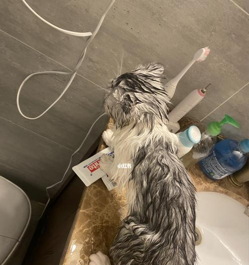如何给宠物猫洗澡？（注意事项与步骤分解）