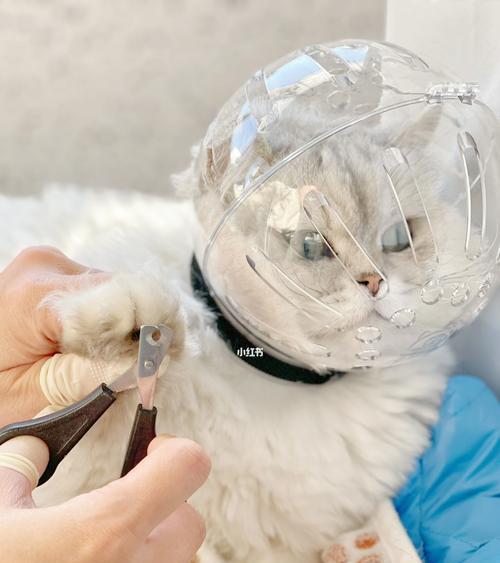 猫咪剃毛指南（让你的宠物凉快一夏）