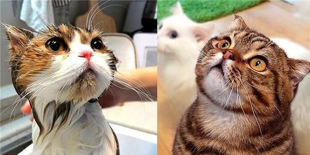 给猫咪洗澡的正确方法（细节决定效果，让爱宠的沐浴更加安心）