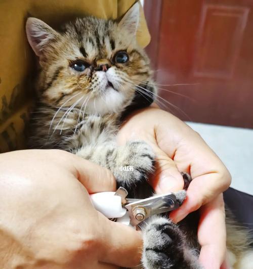 如何正确给宠物猫剪指甲（小技巧，大方便）