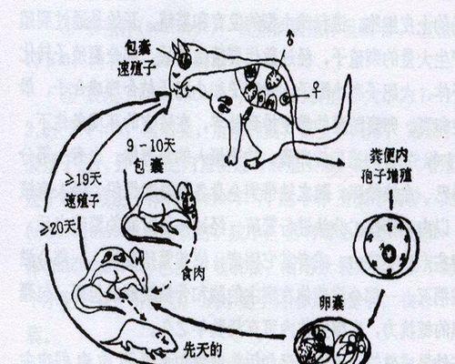 宠物和人类如何预防弓形虫感染？（弓形虫是怎么传染的？如何预防宠物感染和人类感染？）