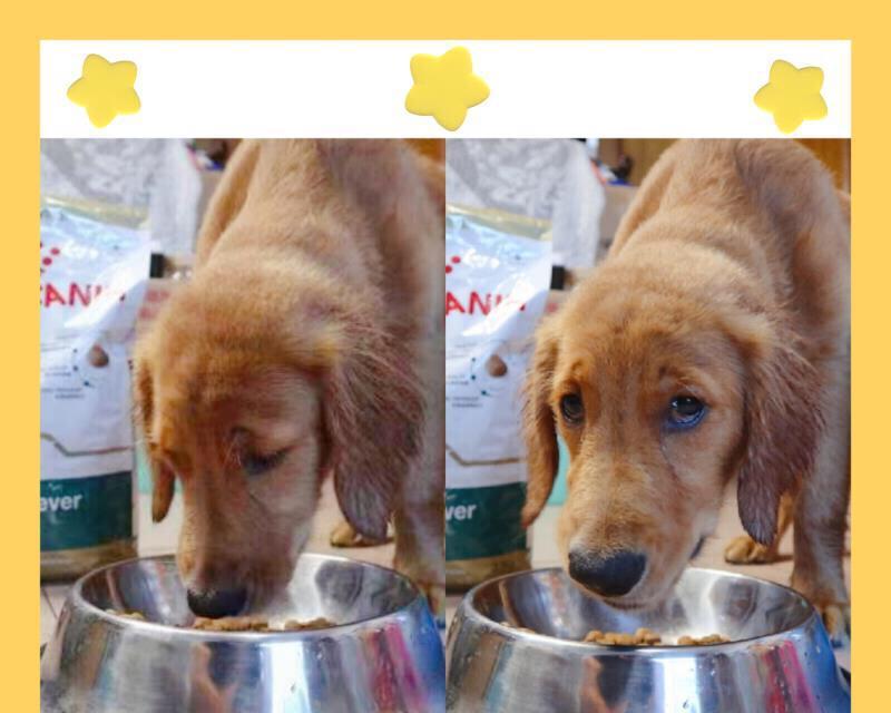 狗狗断奶时间合适的建议（宠物狗狗如何断奶？母犬和幼犬的喂养技巧分享）