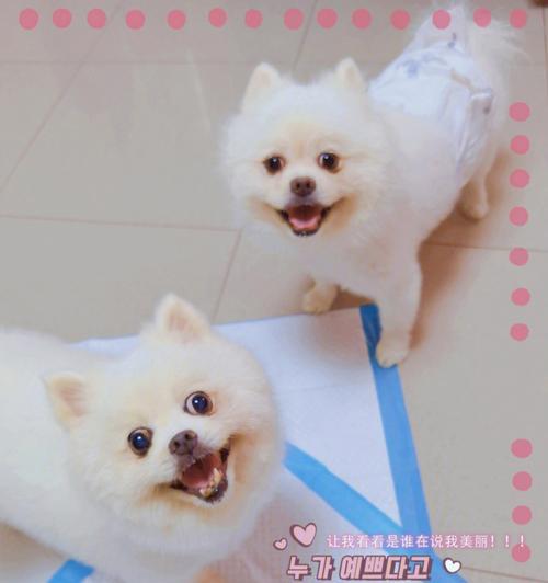 宠物安全，狗狗放心（了解宠物的需求与喜好，让狗狗安全放心）