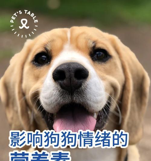 狗狗必备的五大营养（宠物也需要均衡营养）