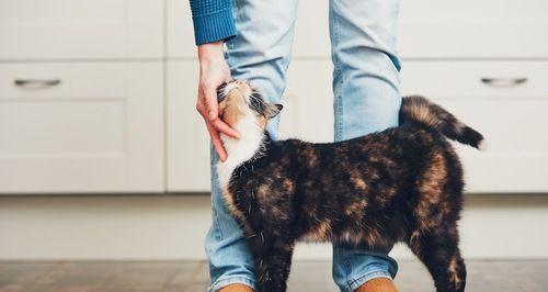 狗狗避孕指南（宠物主人必备的避孕常识）