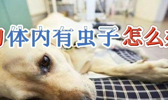 狗狗便便有虫怎么办？（宠物爱好者必知，让狗狗健康舒适的小技巧！）