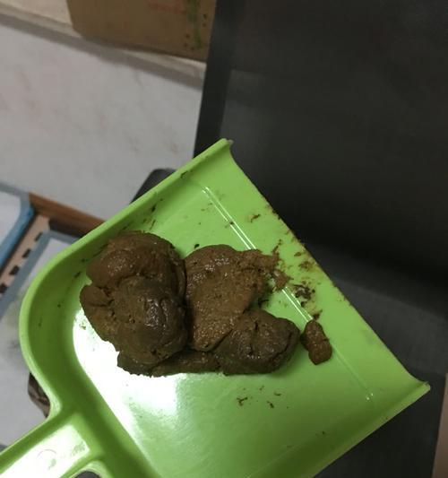 狗狗便便有血怎么办？——详解犬只便血的原因及处理方法（宠物健康重要，正确应对犬只便血是关键！主题）