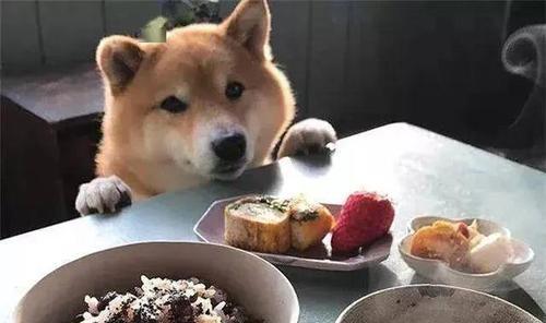九个月大狗狗不爱吃饭怎么办？教你重拾爱食之心