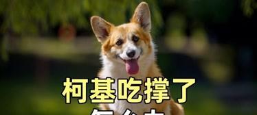 狗狗吃撑了怎么办（宠物主人必看！一旦发生这种情况，要马上采取以下措施）
