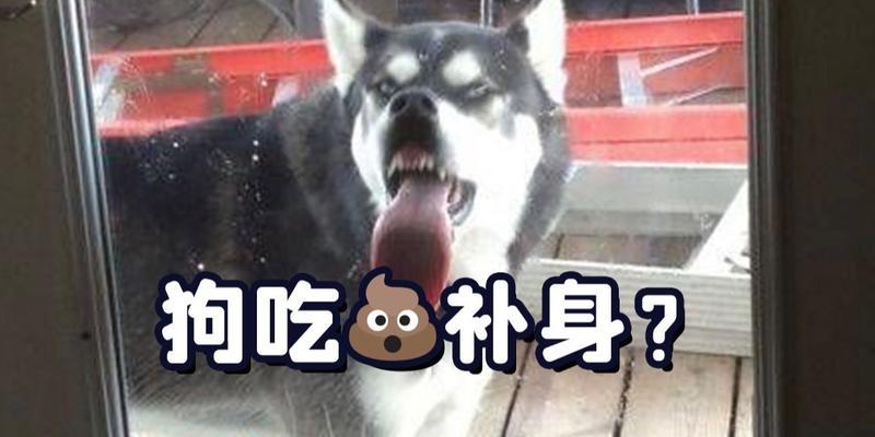 教你如何让宠物狗不再吃屎！（纠正狗狗吃屎的习惯，让它们健康快乐！）