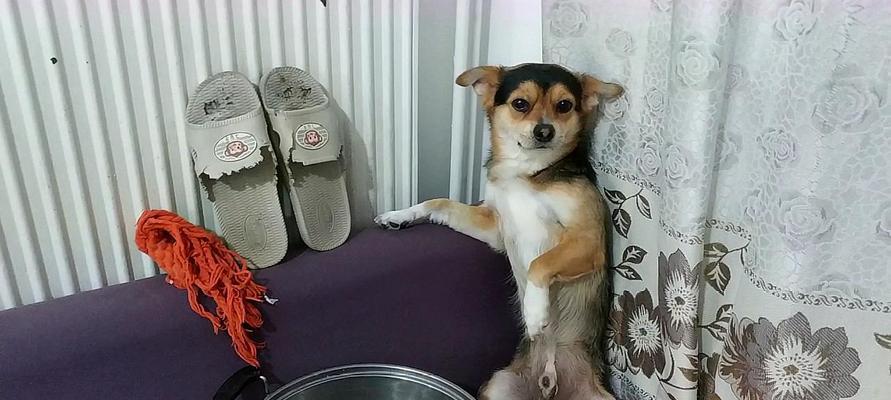 狗狗穿鞋子的利弊分析（穿鞋子是否有害？如何正确选择鞋子？）