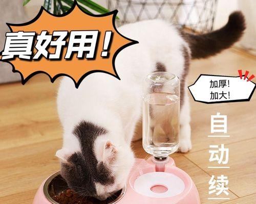 选择适合狗狗的饭碗，给宠物健康的饮食（不同品种的狗需要不同的饭碗）