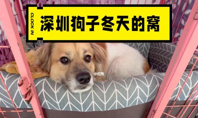 冬天养狗也不用另买食物（如何让狗狗在冬天保持健康）
