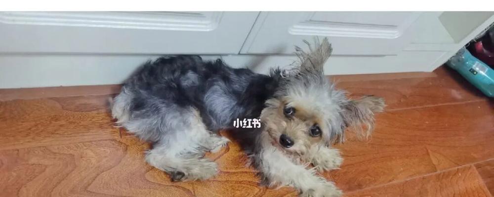 如何应对狗狗的尴尬期？（从毛发、行为到健康，全面呵护你的宠物）
