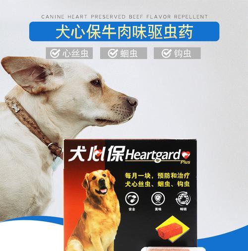 狗狗感染蛔虫应该怎么办？（宠物蛔虫感染处理方案与日常预防）