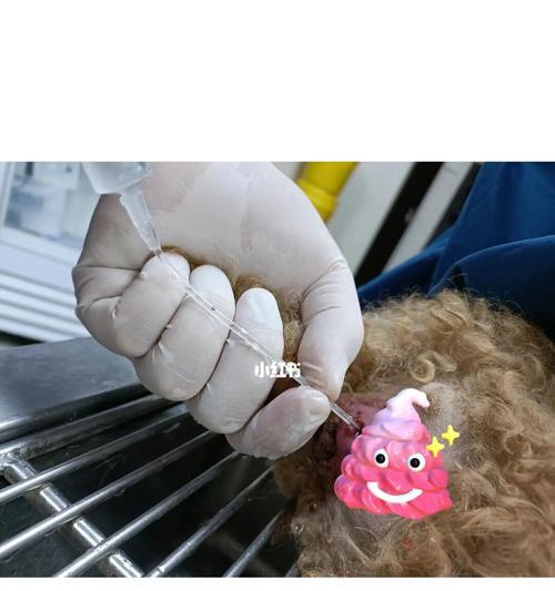 宠物狗肛门发炎的原因及治疗方法（了解肛门发炎，宠物健康更长久）