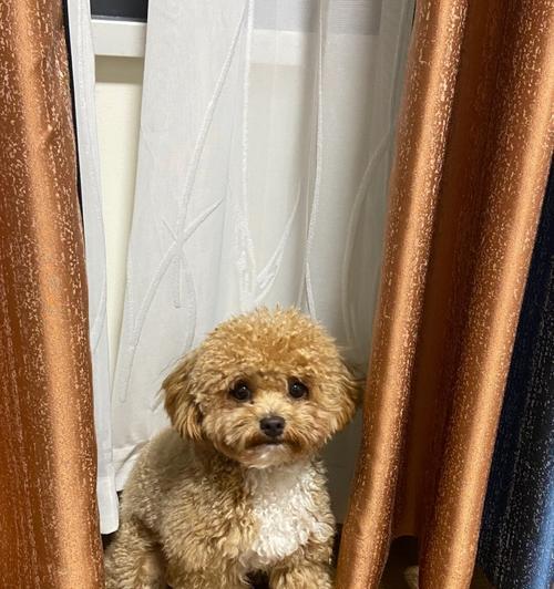 为什么狗狗会害怕打雷？（探究狗狗害怕打雷的原因及应对方法）