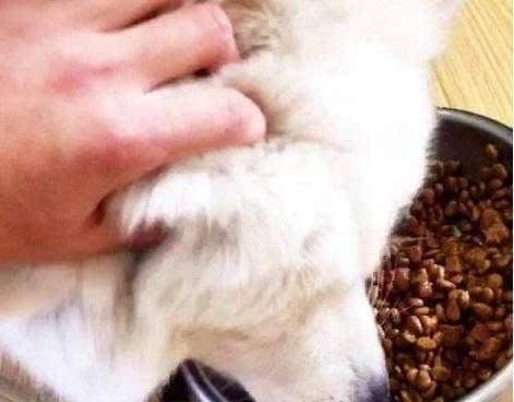 教你纠正狗狗护食的坏习惯（让宠物吃得健康，舒适地享用美食）