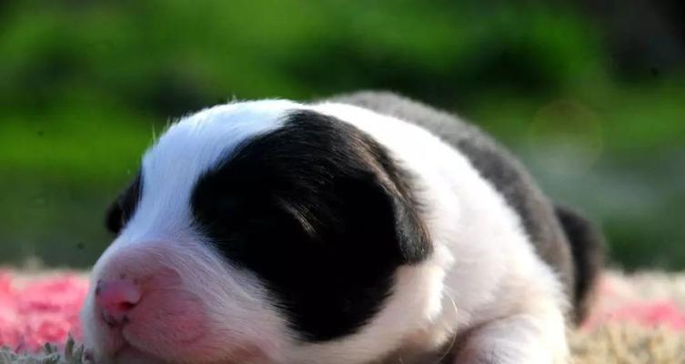 宠物狗狗怀孕了，如何正确照顾？（宠物狗狗怀孕照顾全攻略，让你的宝贝健康快乐成长！）
