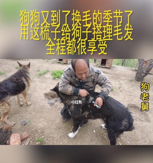 宠物换毛期必知！（宠物换毛期注意事项大揭秘）