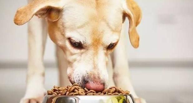 狗狗可以吃生鸡蛋吗？（科学解析宠物饮食，揭秘营养需求与潜在风险）