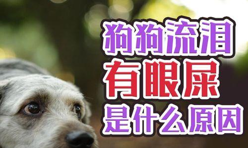 狗狗流泪的5大原因（了解宠物眼泪背后的问题和解决方法）
