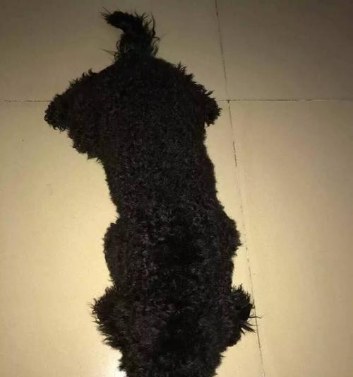 教你如何解决狗狗毛发打结问题（一步步教你如何梳理狗狗毛发，让它焕发光彩）