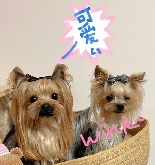 用最佳方法照顾您爱犬的毛发健康（用最佳方法照顾您爱犬的毛发健康）