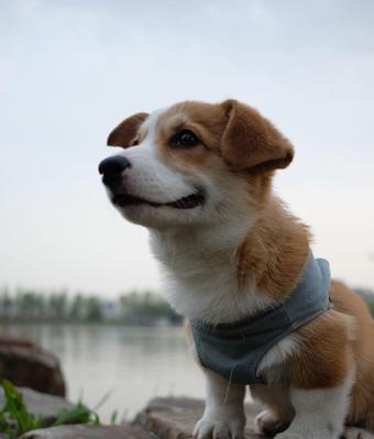狗狗每顿吃多少？如何掌握狗狗的饮食量？（建议每种品种的狗狗每餐应该吃多少，如何计算狗狗的食量？）