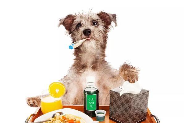 狗狗的盐摄入量（掌握正确的喂盐方法，让你的爱犬更健康）