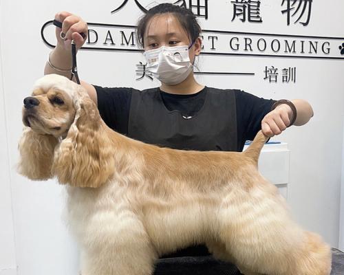 狗狗美容的常识（宠物的美容与护理，让爱犬更健康）