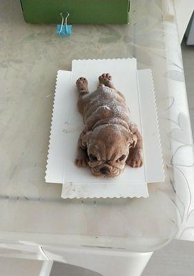 狗狗能吃冰激凌吗？（以宠物为主，探究狗狗能否享用冰激凌的美味）