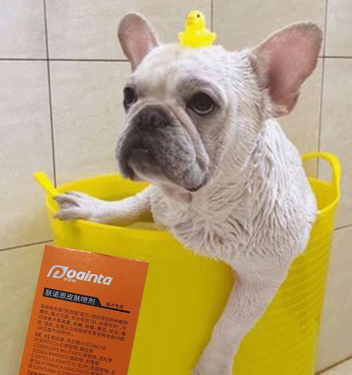 解决狗狗皮屑问题的全面指南（如何改善宠物犬皮肤健康，让狗狗摆脱皮屑之苦）
