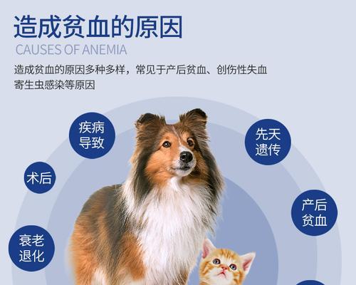 宠物贫血如何防治（狗狗的健康需要我们的关注）