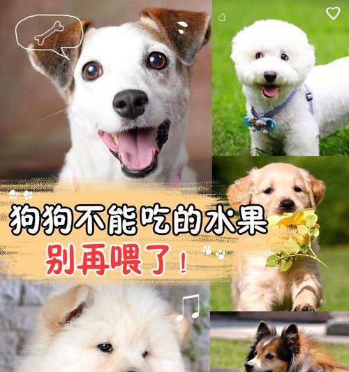 狗狗不能吃太饱，保护它们的健康（避免肥胖、减少疾病，让狗狗健康长寿）