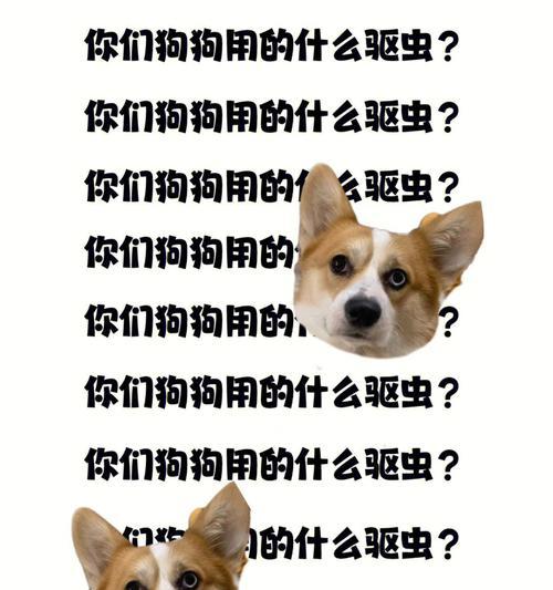 养宠必知！关于狗狗驱虫的注意事项（了解宠物身体健康，从预防寄生虫开始）