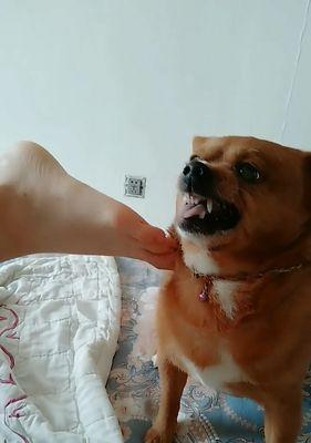 揭秘狗狗身体臭味的来源（探寻臭味原因，提高宠物生活质量）