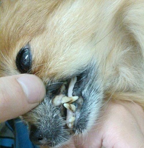 宠物狗食盐中毒的诊疗方法（宠物狗食盐中毒的原因、症状、预防及治疗）