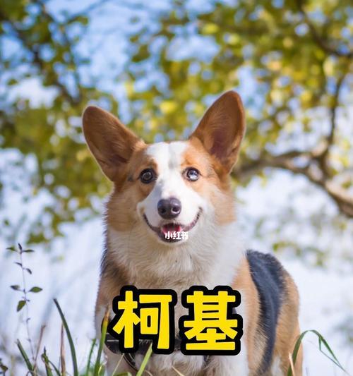探究狗狗食欲不振的原因（从心理、环境、健康等方面分析，了解如何正确应对）