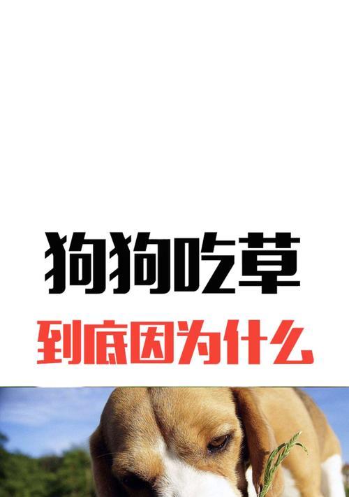 狗狗天生的本能剖析（探究狗狗的天性和行为原因，帮助更好地了解宠物狗）