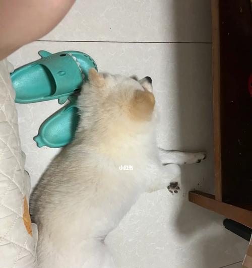 为什么狗狗频繁抓脸？（探究狗狗抓脸的原因和应对方法）