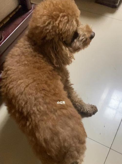 狗狗为什么总是发抖？探寻原因与应对方法（揭开狗狗发抖的神秘面纱，助你成为合格宠物主人）