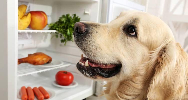 狗狗消化不良全解析（探究狗狗消化不良的原因、症状和治疗方法，帮助宠物康复健康）